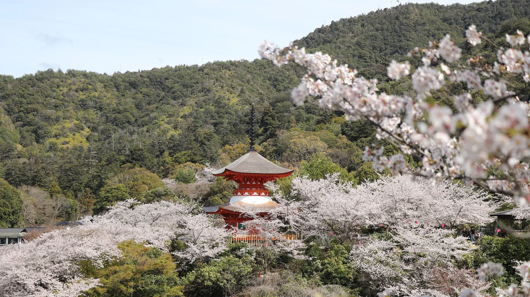 宮島春日櫻花與五重塔